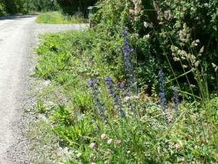 På västra sidan dominerar vägkanter intill åkermarker, ofta rikblommande på prästkrage med inslag av bockrot, rödklint, getväppling m m.