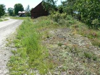 Backnejlika finns på båda sidor vägen liksom arter som tjärblomster, gulmåra och olika