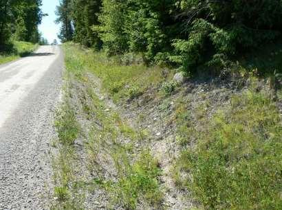 Ganska rikligt med kvastfibbla i ytterslänten där vägkanten gränsar mot granskog.