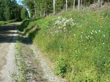 Arter av intresse: Prästkrage, svinrot, ärenpris, jungfrulin, smultron.