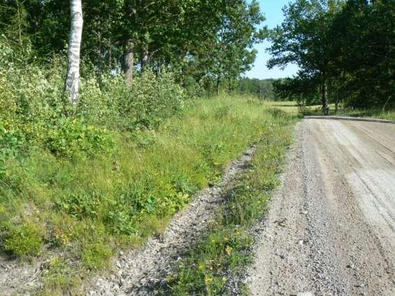 Innerslänten är dock ganska trivial. På östra sidan vägen finns även tjärblomster.