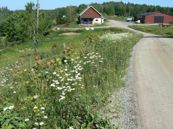 Vägkant i närheten av gårdsmiljö med prästkrage och rikligt