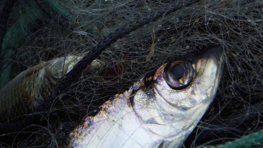 Sammanfattning Fisksamhället i Gaviksfjärden domineras av mört, strömming och abborre och uppvisar få förändringar på längre sikt.