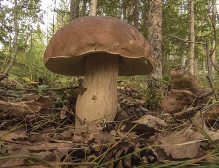 Övernattning i eget tält eller på Jormliens fjällgård. Anmälan senast 10 juli till Pieter. Filmkväll i november Håll utkik efter affischer och annonser och titta på hemsidan.