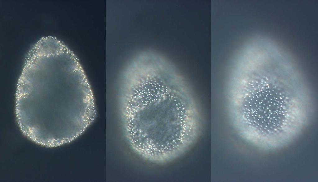 Fig.2. The beautiful phytobenthic diatom cf. Gyrosigma sp. visited the pelagic part of the station Anholt E. Fig.