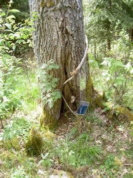 Bilden visar en av ekarna från Stora Loppås. Trädet har en stor hålighet nedtill. I håligheten syns gamla fruktkroppar av svavelticka, en av de viktiga nedbrytarna av ekved.