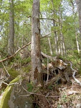 Gunnarsbo består av en västvänd brant med ädellövskog. Mängden död ved är ganska stor, främst av stående torrträd eller högstubbar men även en del lågor.