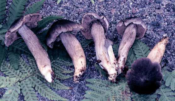 Fig. 2. Tricholoma borgsjoeënse (borgsjömusseron), Medelpad, Borgsjö, Julåsen, 2005-08-26, leg. S. Muskos. Foto S. Muskos. visade sig då T. "julåsenensis" på samma lokal som tidigare (Julåsen).