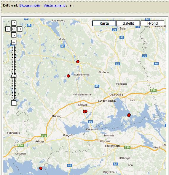 spicatum 7 Trädgårdsvinbär Ribes rubrum18 Röda vinbär