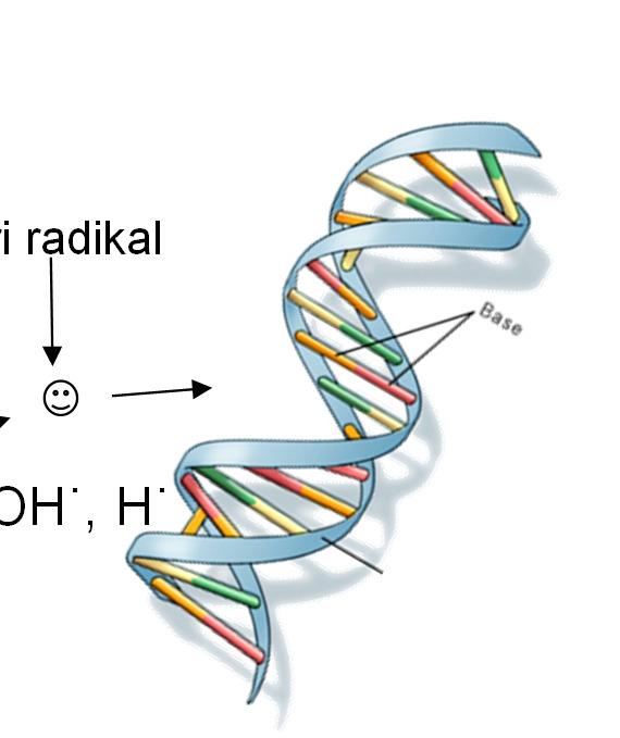 % RNA 6 % DNA 1% Fri