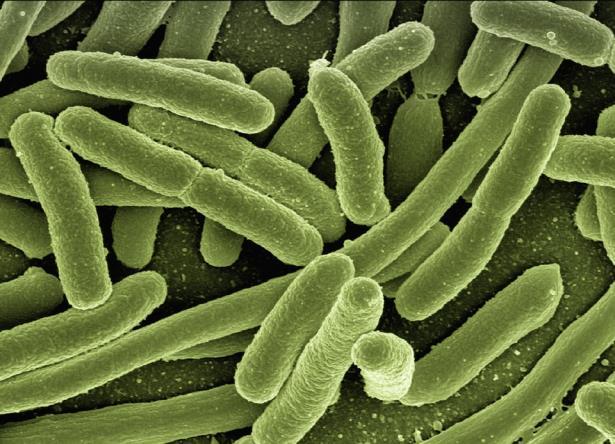 Mutationers effekt på mikroorganismer Bildkälla: Pixabay Fördelaktiga mutationer hos
