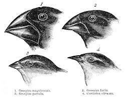 Iakttagelsen som överbevisade Darwin om