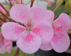 Dallimore (Brian West 2001) Dubbla ljusrosa blommor med mörkt rosa fläcka Gosbrook Jacky Tickner