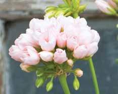 Tulpan- och Nejlikspelargoner Med tulpanblommande pelargoner menas zonalpelargoner vars blommor inte öppnar sig helt, så blommorna ser ut som små tulpaner.