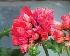 Enstaka blommor i en blomställning återgår ofta till den ursprungliga, vanliga typen, så det kan finnas två slags blommor i samma flock. Plantan är kraftigväxande.