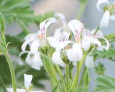 Doftpelargoner Doftpelargonernas storhetstid var i England under den viktorianska eran.