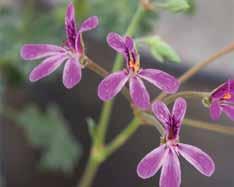 växtkataloger. Idag finns minst 200 sorters doftpelargoner i odling. De är inte någon homogen grupp.