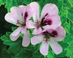 Det finns också pelargoner med doftande blommor, till exempel P. gibbosum, men dessa räknas inte till denna grupp.