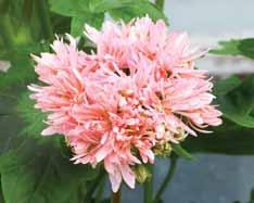 Stjärnpelargoner Denna slags pelargoner har fått sitt namn för att deras