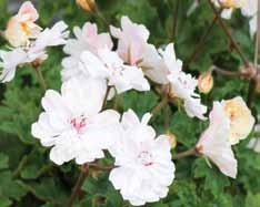 Zonartic Zonartics har tagits fram genom att korsa vildpelargonen P. articulatum med P.