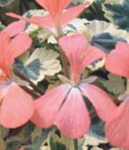 Catalina (Sörgårdens Pelargoner) Dubbla rödrosa blommor. Brokbladig, silver bicolour.