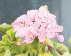 Ken Lea (Andrew Simmons, England, 2000) Halvdubbla svagt rosa blommor. Brokbladig, tricolour. Grågröna blad med vinröd sköld och ljusgula bladkanter.
