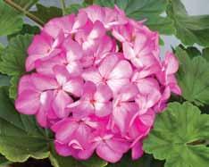 Pelargonen har alltså vårdats i samma familj i mer än ett sekel. Kärrgruvan Dubbla blommor som skiftar från vitt till mörkrosa. Rodnar i solen. Ursprungsnamn okänt.