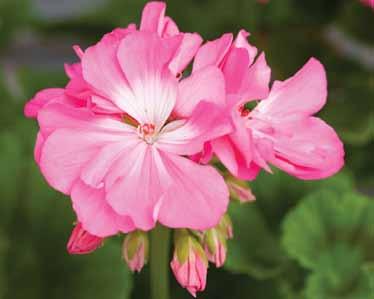 När Maria flyttade till Nils hade hon från barndomshemmet med sig sin älsklingsplanta - en pelargon, som hon inte ville skiljas från. Sedermera fick pelargonen hennes namn, 'Maria Dangel'.