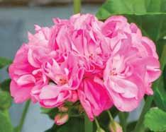 Stringer 1977) Dubbla ljust laxrosa blommor melerade i rosa.