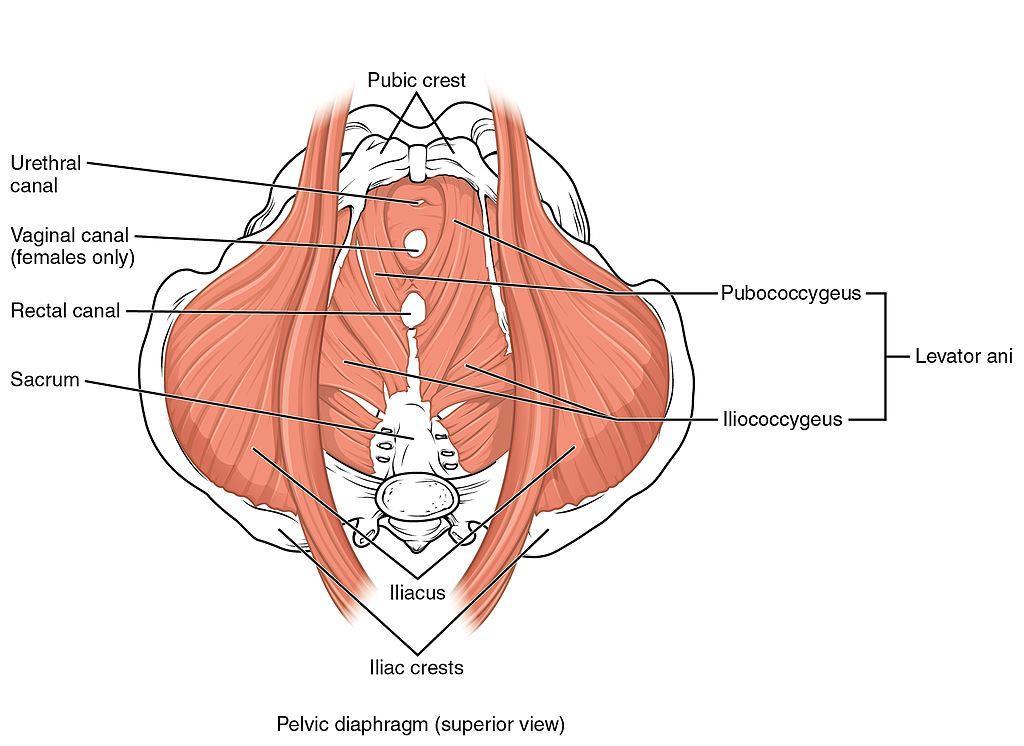 Figur 2 Bäckenbottenmuskulatur som omsluter urinrör, vaginal öppning, rektal öppning. Omsluten av skelett. By OpenStax - https://cnx.org/contents/fptk1zmh@8.25:fei3c8ot@10/preface, CC BY 4.