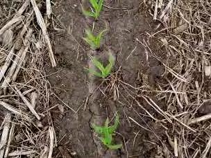 ST Management Use a starter or pop-up at planting