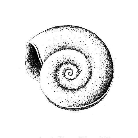 «Platt snäcka 2»