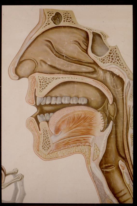 The nose:..in order that inspiration may not begin in a straight line with trachea.