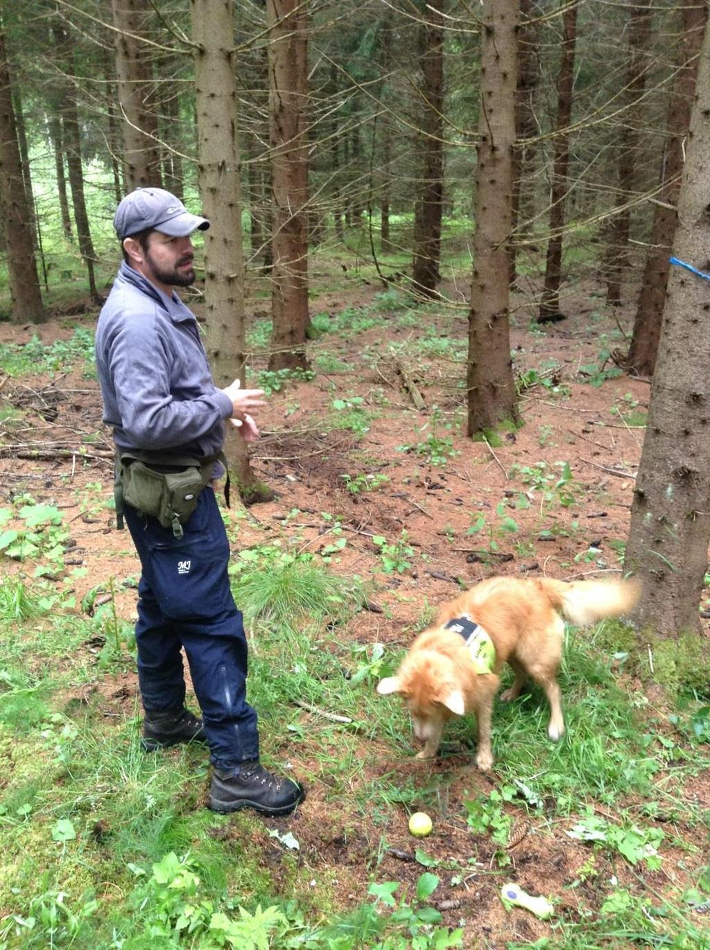 Norra distriktets test av en certifierad granbarkborrehund Efter de stora stormarna Gudrun och Per har det skapats förutsättningar för att få stora angrepp av granbarkborre.