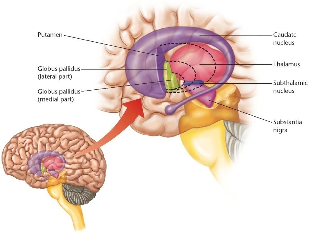 En neuroanatomisk teori om fatigue En påverkan på basala ganglierna leder till en störd ü Förbindelse mellan prefrontala kortex och thalamus.