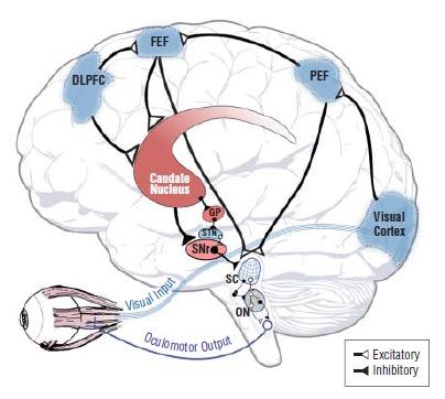 Suppelemtary eye field Frontal eye field Dorsoralteral Prefrontal corex Parietal eye field Subthalamic nucleus Substantia nigra pars reticulata Globus pallidus Prosacccader