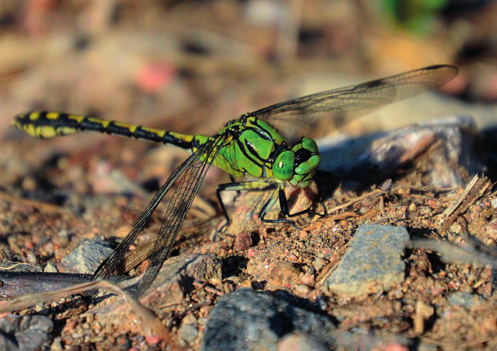 Faunaväkteriet uppmärksammar GRÖN FLODTROLLSLÄNDA Ophiogomphus