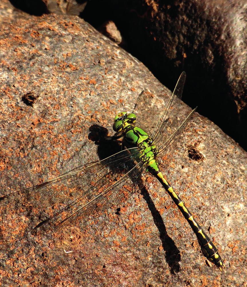 Grön flodtrollslända Ophiogomphus cecilia NT En genom sin gröna färg mycket karaktäristisk art som lever i rinnande vatten. Utbredd över stora delar av Europa.