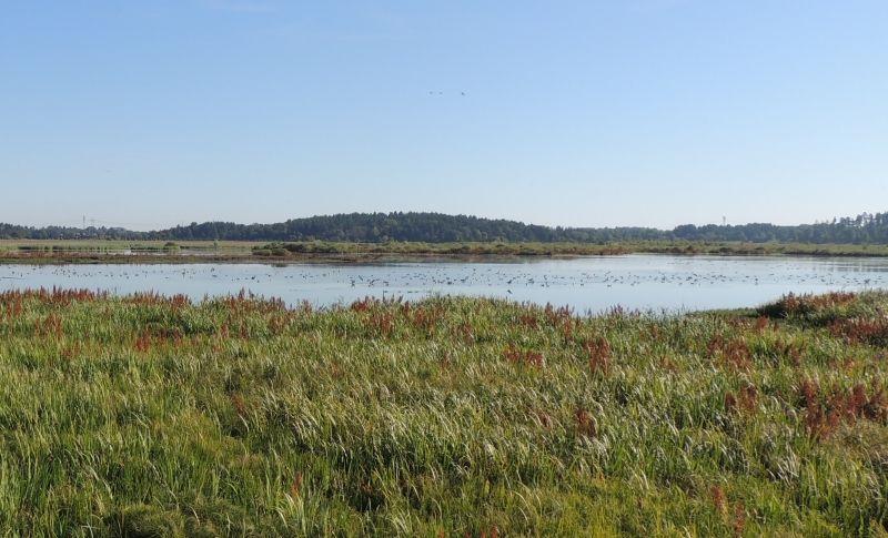 Därför tänker vi lägga en eftermiddag i Hjälstaviken i slutet av Augusti.