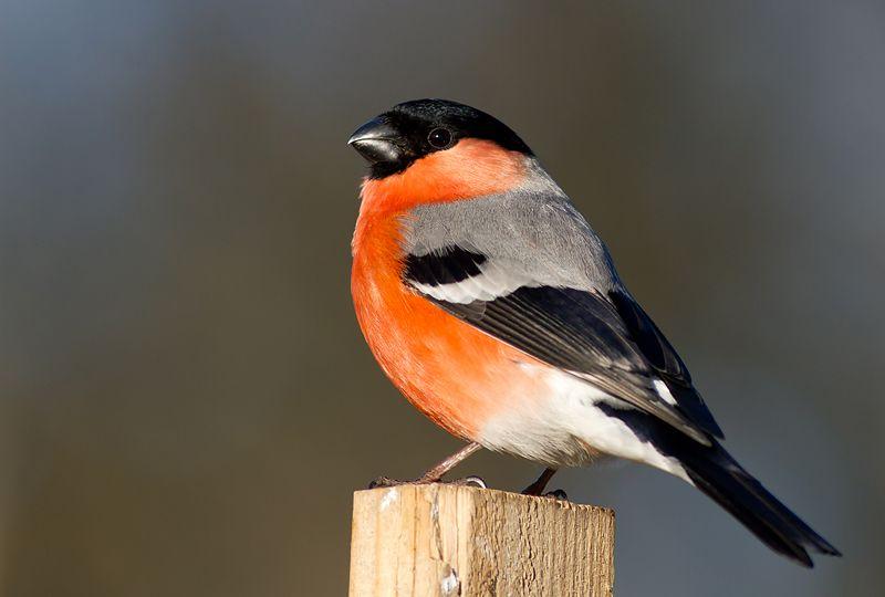 26/1 Vinterfåglar inpå knuten Vinterfåglar Inpå Knuten som är SOF/BirdLife Sverige största enskilda evenemang.
