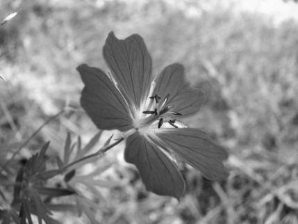 G.5 Mark- och vegetationsinventering på Gotland Markvegetation Knut Erikssons erfarenheter från fältsäsongen 1995 vad gäller växter: Observera att variabel-/artnummer inte finns i S&M!