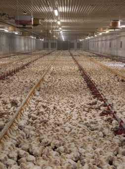 Anna Harenius, sakkunnig etolog på Djurens Rätt, svarar på 3 vanliga funderingar om kycklingindustrin: Det är väl bättre om folk köper kyckling från Sverige än från andra länder, där de har sämre