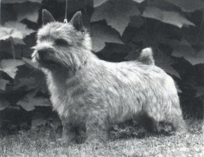 ryggpälsen och hade ståndöron. Och han sade i en intervju 1956 Mina hade alltid ståndöron, och var mindre än dagens faktiskt inte mycket större än yorkshire terriers.