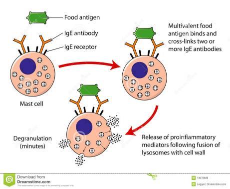 mekanismer IgE-antikroppar binder till receptorer på mastceller och basofila celler vilka frisätter inflammatoriska