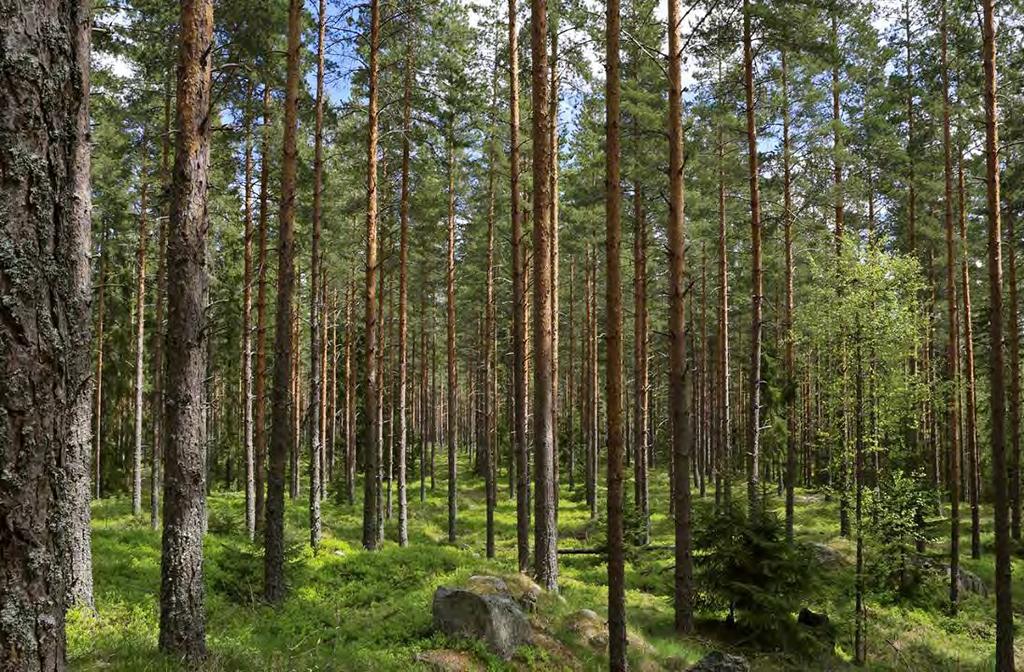 Från planta till förnybara produkter