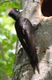 Natura 2000-område Natura 2000-kod Diarienummer Sida 51 av 109 A236 Spillkråka, Dryocopus martius Artens förekomst i området är fastställd i regeringsbeslut Beskrivning Spillkråkan är en