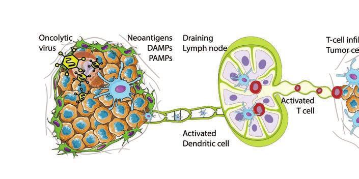 framgång har så kallade checkpoint-hämmare rönt. De är antikroppar som binder till immunologiska checkpoint-receptorer på T-cellers yta och blockerar immundämpande signalering hos T-celler.