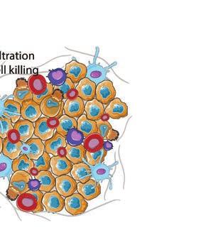 Genom att blockera en immundämpande signal hos T-celler med en antikropp mot CTLA-4, visade Allison att det kan leda till avstötning av tumörer först hos möss 1 och sedan också hos patienter med