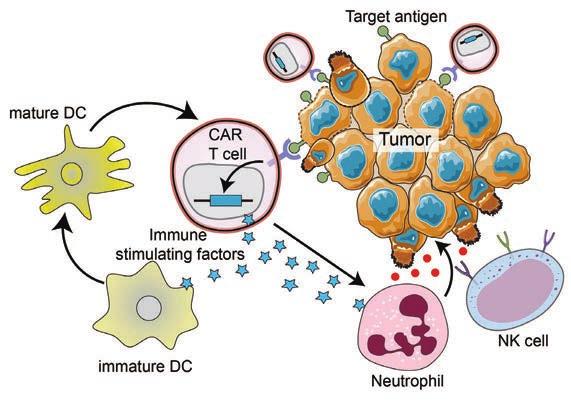 Figur 3. CAR T-celler som bär med sig en transgen för immunologiskt stimulerande faktorer kan förbättra behandlingen av solida tumörer.