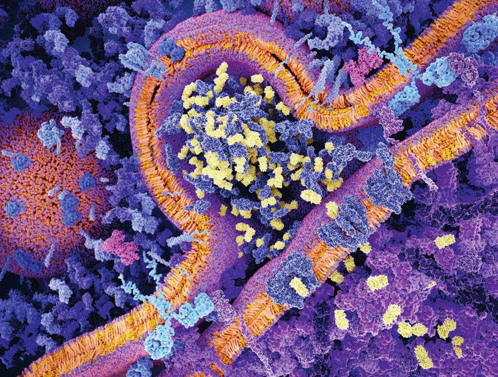 REFERENSER 1. Leach DR, Krummel MF, Allison JP. Enhancement of antitumor immunity by CTLA-4 blockade. Science 27